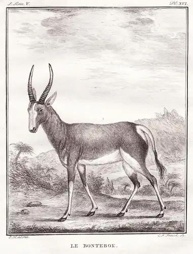Le Bontebok - Buntbock Bontebok Antelope Antilope Garzelle gazelle / Afrika Africa / Tiere animals animaux
