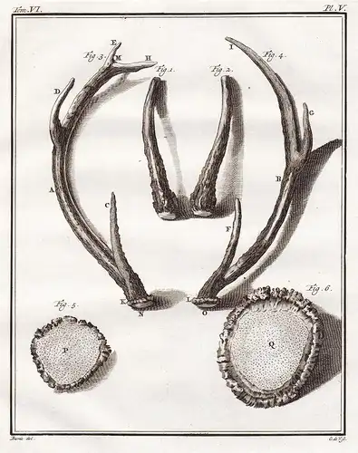 Pl. V. - Geweih horns antlers / Jagd hunting / Tiere animals animaux