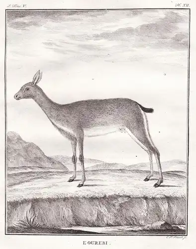 L'Ourebi - Südliches Oribi Ourebia ourebi Afrika Afirca Antelope Antilope Garzelle gazelle / Tiere animals ani