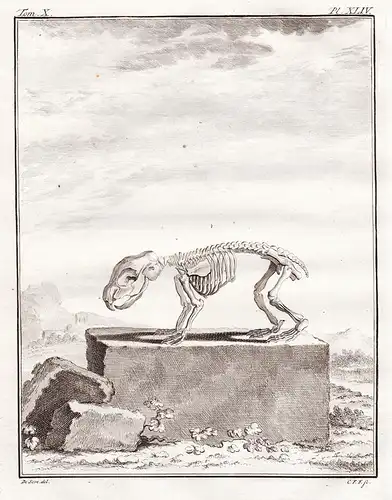 Pl. XLIV - Paka Lowland paca / Südamerika South America / Skelett skeleton / Tiere animals animaux