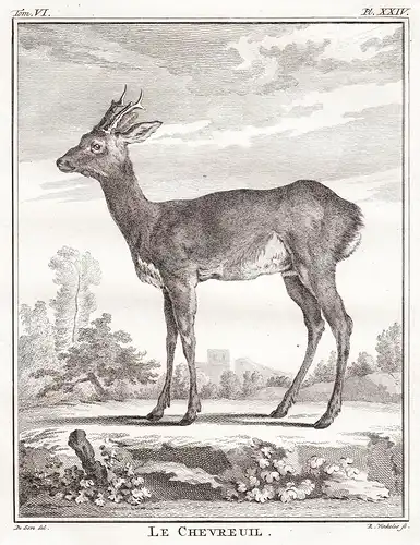 Le Chevreuil - Reh deer Chevreuil / Tiere animals animaux