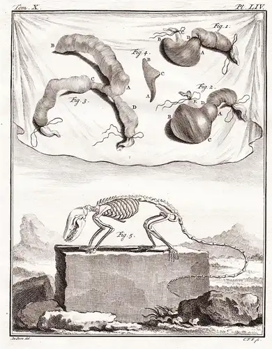 Pl. LIV - Murmeltiere Marmot Marmotte / Innereien organs Skelett skeleton / Tiere animals animaux