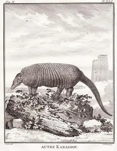 Autre Kabassou - Schuppentier Pholidota Pangolin / Tiere animals animaux
