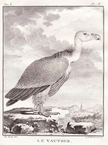 Le Vautour - Geier Vulture Vautour Greifvögel Greifvogel / Vogel Vögel bird of prey bird oiseaux oiseau