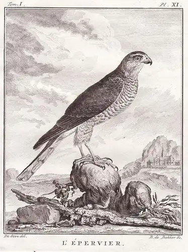 L'Epervier - Sperber sparrowhawk  Bussard Bussarde Buteo Habicht Falco Falke Falken Falconidae Greifvögel Grei