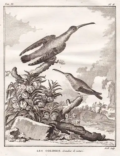Les Colibris - Kolibris Hummingbird Trochilidae / Vogel Vögel birds bird oiseaux oiseau