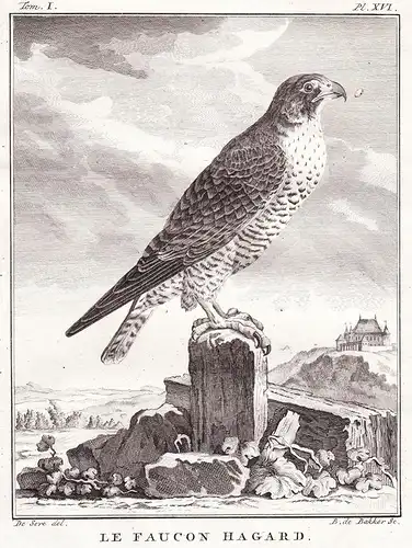 Le Faucon Hagard - Falke Falken Falconidae falcon Falke Greifvögel Greifvogel / Vogel Vögel bird of prey bird