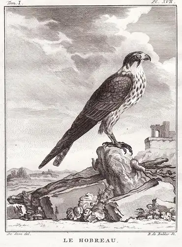 Le Hobreau - Faucon Falke Falken Falconidae falcon Falke Greifvögel Greifvogel / Vogel Vögel bird of prey bird