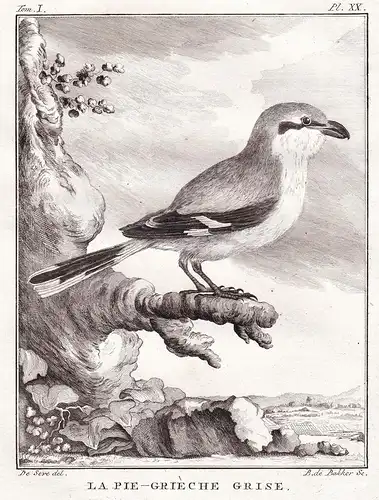 La Pie-Grieche Grise - Raubwürger grey shrike Pie-grièche grise / Vogel Vögel  birds bird oiseaux oiseau