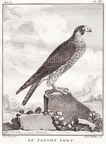 Le Faucon sort - Falke Falken Falconidae falcon Falke Greifvögel Greifvogel / Vogel Vögel bird of prey bird oi