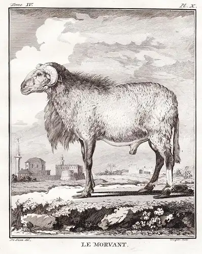 Le Morvant - Widder Mufflon Schaf sheep Schafe Schafbock Jagd hunting