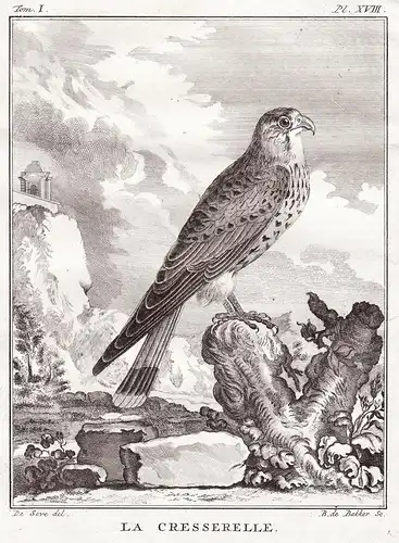 Le Cresserelle - Turmfalke kestrel Faucon Falke Falken Falconidae falcon Falke Greifvögel Greifvogel / Vogel V
