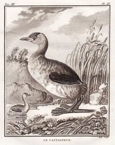 Le Castagneux - Zwergtaucher Little grebe Grèbe castagneux / Ente Enten ducks duck / Vogel Vögel birds bird oi