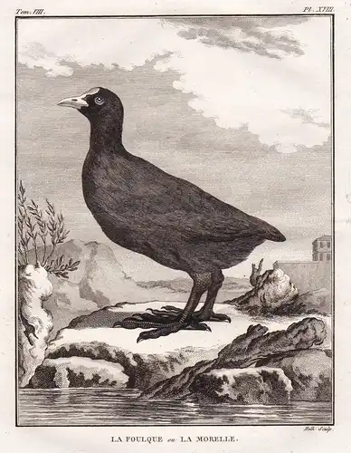 La Foulque ou la Morelle - Blässhühner Blässhuhn Coot Fulica / Vogel Vögel birds bird oiseaux oiseau