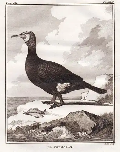 Le Cormoran - Kormorane Kormoran cormorant Cormoran / Vogel Vögel birds bird oiseaux oiseau