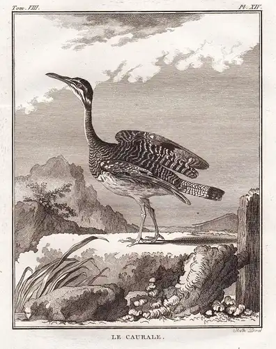 Le Caurale - Sonnenralle Sunbittern rail Rallus Ralle / Vogel Vögel birds bird oiseaux oiseau