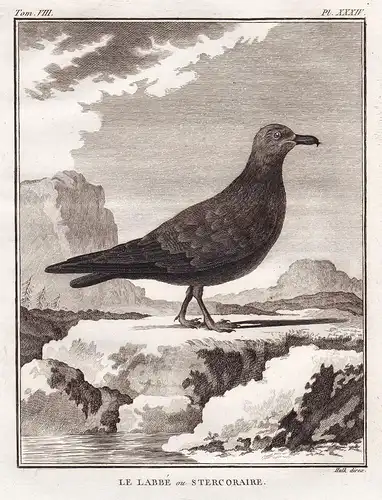 Le Labbe ou Stercoraire - Raubmöwen Skua Möwe gull Möwen Larinae seagull / Vogel Vögel birds bird oiseaux oise