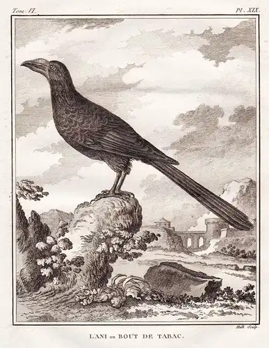 L'Ani ou Bout de Tabac - Anis Ani Riesenani Kuckuck Cuckoo / Vogel Vögel birds bird oiseaux oiseau