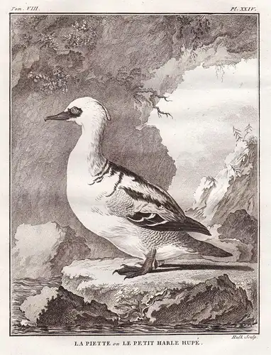 Le Piette ou Le petit Harle Hupe - Gänsesäger merganser / Ente Enten canard ducks duck / Vogel Vögel birds bir
