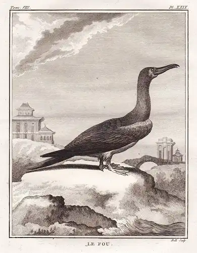 Le Fou - Basstölpel Tölpel Sulidae Fou de Bassan Schwalben swallow / Vogel Vögel birds bird oiseaux oiseau
