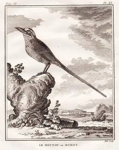 Le Houtou ou Momot - Sägeracken Motmot Motmots / Vogel Vögel birds bird oiseaux oiseau