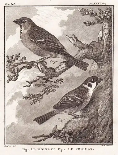 Le Moineau - Le Friquet - Feldsperling Haussperling Sperling Spatz sparrow Hausspatz / Vogel Vögel birds bird