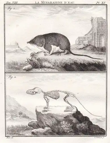 La musaraigne d'eau - Wasserspitzmaus Spitzmaus musaraigne water shrew / Skelett skeleton / Tiere animals anim