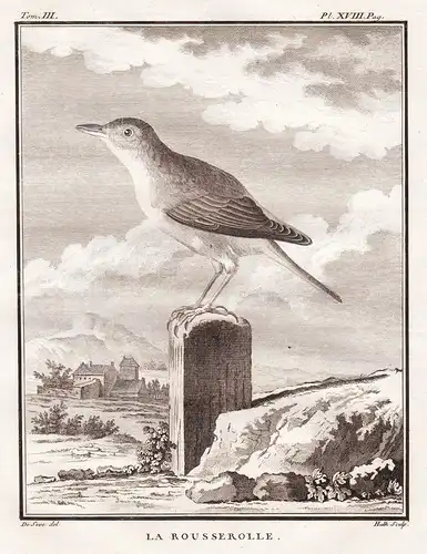 Le Rousserolle - Rohrsänger warblers Acrocephalus / Vogel Vögel birds bird oiseaux oiseau