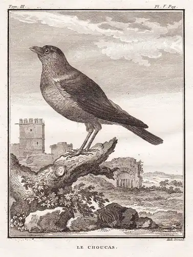 Le Choucas - Dohle jackdaw Raben Corvus Rabe Krähe Krähen / Vogel Vögel birds bird oiseaux oiseau