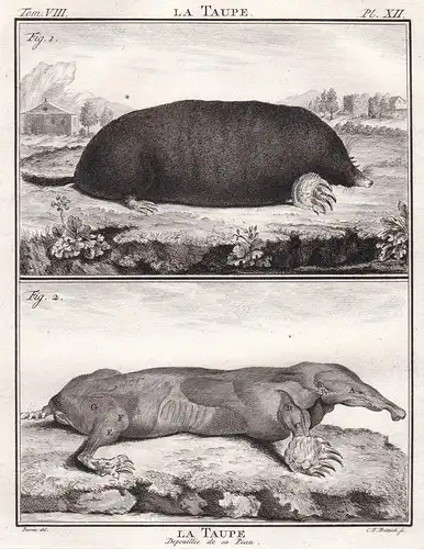 La taupe - Maulwurf mole / Tiere animals animaux