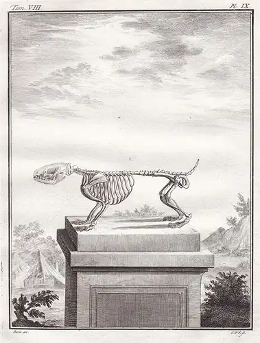 Pl. IX - hedgehog Igel herisson / Skelett skeleton / Tiere animals animaux