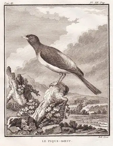 Le Pique-Boeuf - Madenhacker Piquebuf oxpecker / Vogel Vögel birds bird oiseaux oiseau
