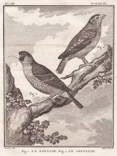 Fig 1. La soulcie; Fig. 2. Le Grivelin - Rock sparrow Sperling / Vogel Vögel birds bird oiseaux oiseau