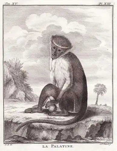 La Palatine -  Affe Affen monkey Primaten / Tiere animals animaux
