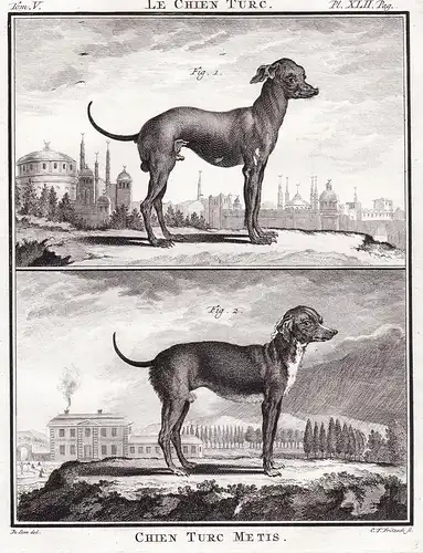 Chien Turc Metis - Mischlingshund Dog Hund Chien Haushund / Tiere animals animaux