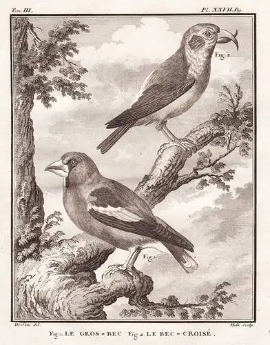 Le Gros-Bec - Le Bec-Croise - Kernbeißer Hawfinch Gros-bec / Vogel Vögel birds bird oiseaux oiseau