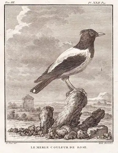 Le Merle Couleur de Rose - Drossel Merle thrush / Vogel Vögel birds bird oiseaux oiseau