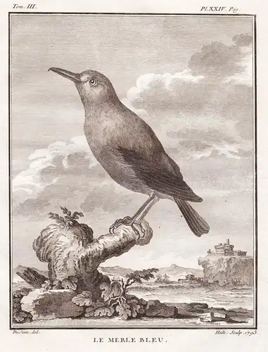 Le Merle bleu - Hüttensänger Sialia Bluebird Drossel Merle thrush / Vogel Vögel birds bird oiseaux oiseau