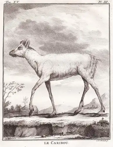 Le Caribou - Reindeer caribou Ren Rentier Rentiere Renntier Renne / Tiere animals animaux