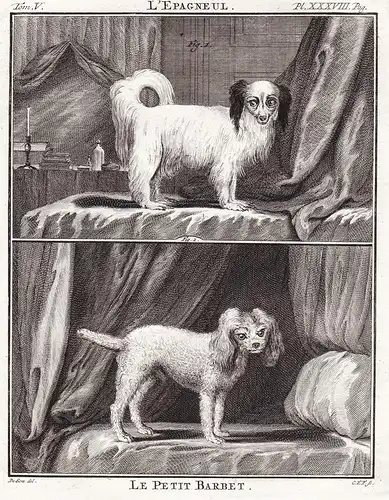 Le petit Barbet - Barbet Hund dog Chien Haushund / Tiere animals animaux