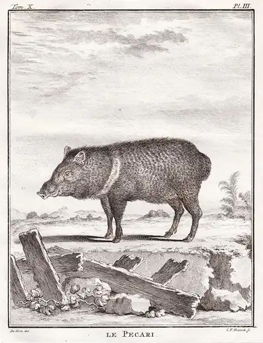 Le Pecari - Nabelschweine javelina skunk pig Schwein Peccary Pekaris / Tiere animals animaux
