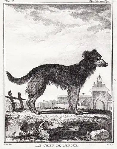 Le Chien de Berger -  Schäferhund Shepherd Alsatian Hund dog Chien Haushund / Tiere animals animaux