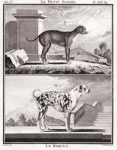 Le Roquet - Dog Hund Chien Haushund / Tiere animals animaux