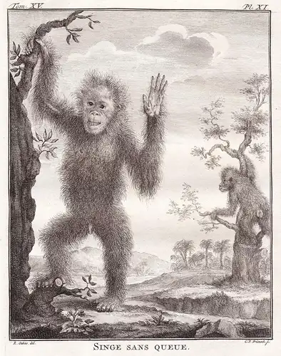 Singe sans Queue -  Affe Affen monkey Primaten / Tiere animals animaux