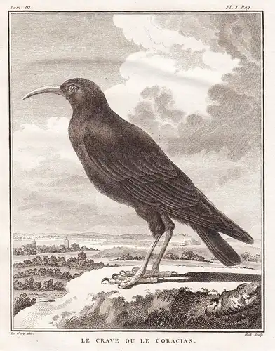 Le Crave ou le Coracias - Racken Racke Raben Corvus Rabe Krähe Krähen / Vogel Vögel birds bird oiseaux oiseau