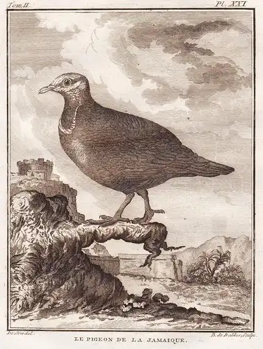 Le Pigeon de la Jamaique - Taube pigeon dove pigeons Tauben Tourterelle / Vogel Vögel birds bird oiseaux oisea