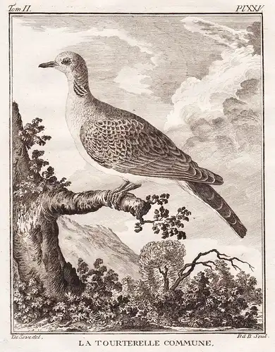 La Tourterelle Commune - Taube pigeon dove pigeons Tauben Tourterelle / Vogel Vögel birds bird oiseaux oiseau