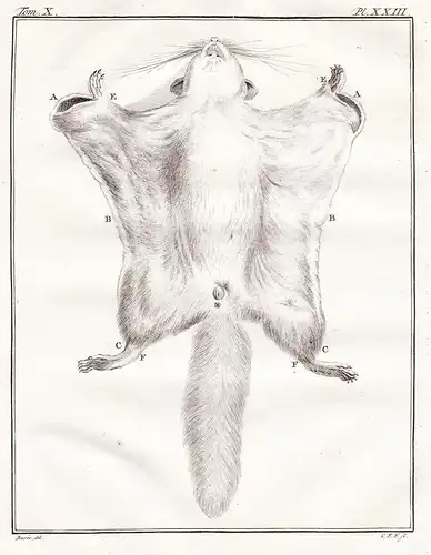 Pl.XXIII - Polatouche Gleithörnchen Flughörnchen Ecureuil Eichhörnchen flying squirrel / Tiere animals animaux