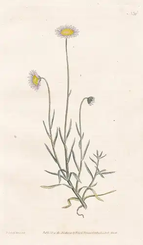 Aster Tenellus. Bristly-leaved Aster. Tab. 33 - Felicia tenella South Africa / flower flowers Blume Blumen / b