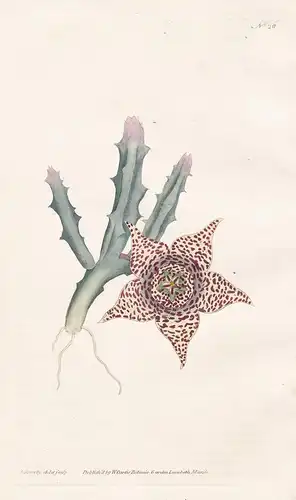 Stapelia Variegata. Variegated Stapelia. Tab. 26 -  Orbea variegata star flower South Africa / flower flowers